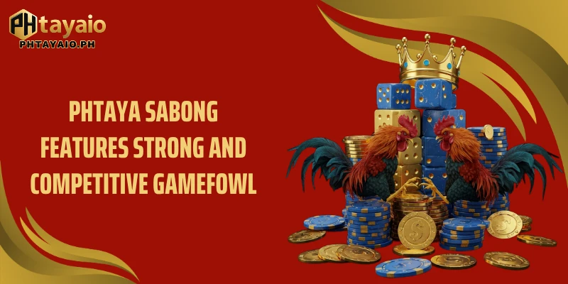 PHTAYA Sabong features strong and competitive gamefowl